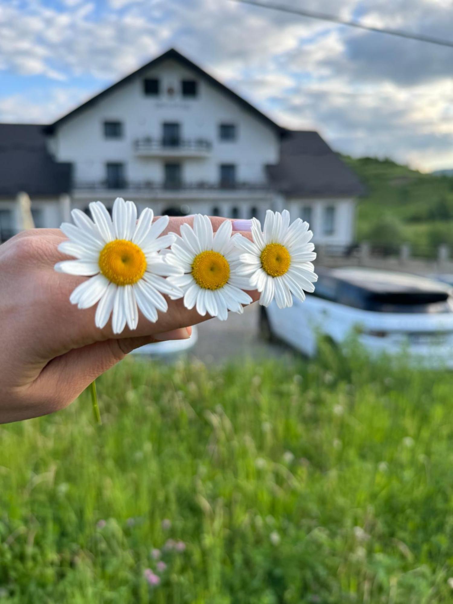 فندق Evenimente Edelweiss Bogdan Vodă المظهر الخارجي الصورة