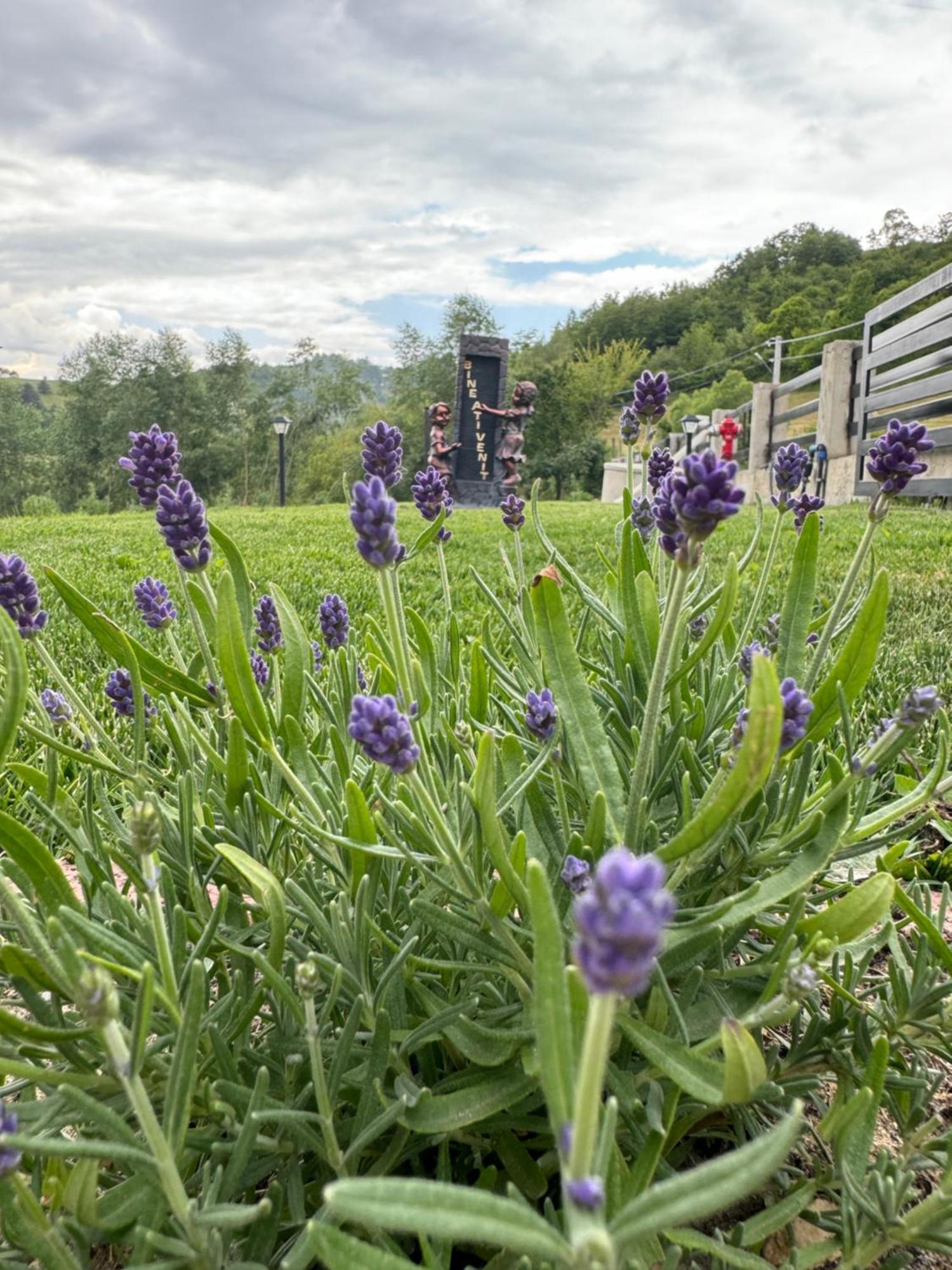 فندق Evenimente Edelweiss Bogdan Vodă المظهر الخارجي الصورة